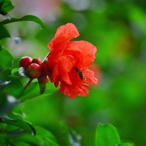 石榴花