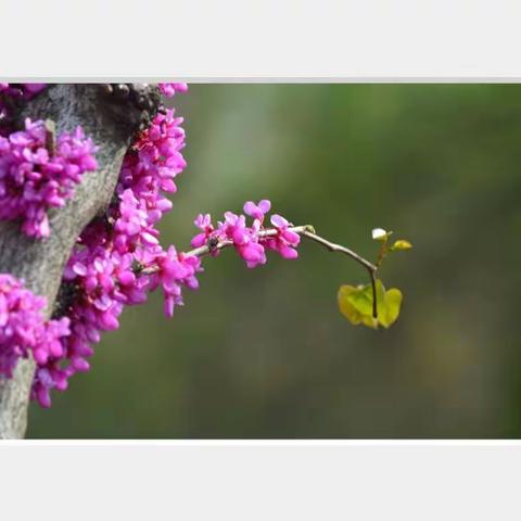 紫荆花花