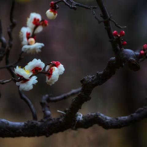 龙游梅