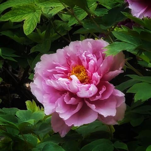 牡丹花