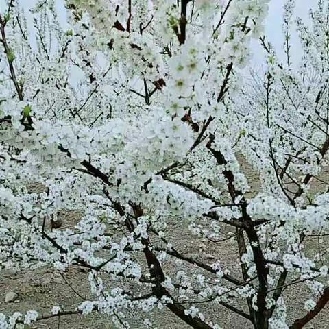初夏，我们约会吧——嘘！我在唐家坡等你