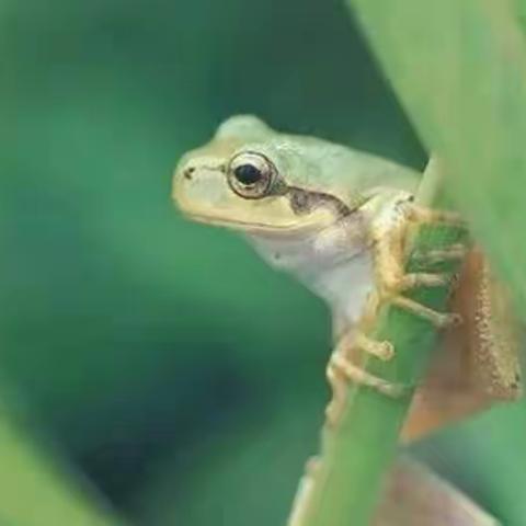 🐸蛙声闹，立夏到——立夏来了