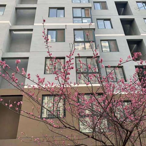 【湖景花园物业】春季绿化养护忙，不负美丽好春光