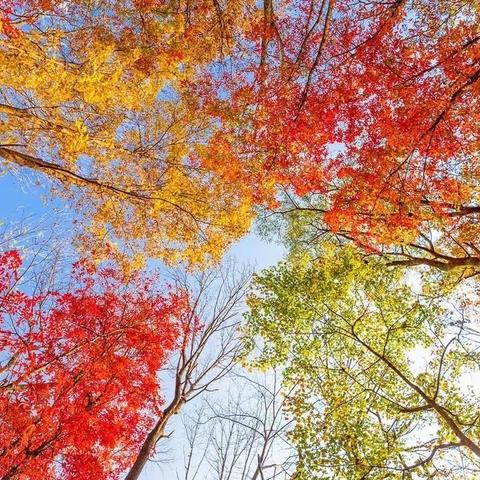 “小能人露一手”记辅成南湖部102班主题升旗仪式(党是太阳☀️，我是花🌸)