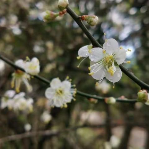 1月14日马峦山赏梅