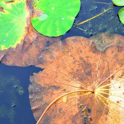 枕边小说《百美图》之：阿莲