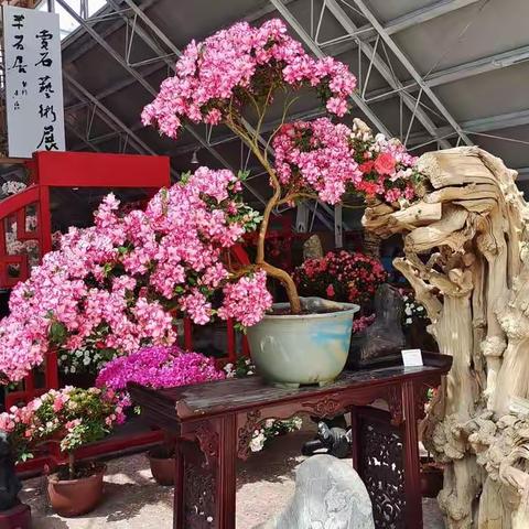 杜鹃花与奇石