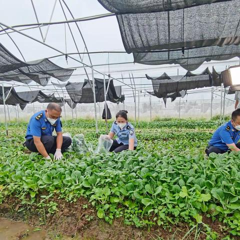 例行监测和监督抽查齐发力，双重把好农产品质量安全关