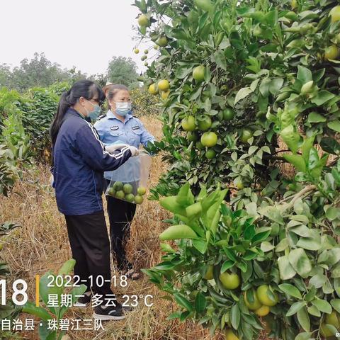 白沙县农产品质量安全检验检测站积极开展红心橙质量安全专项检查