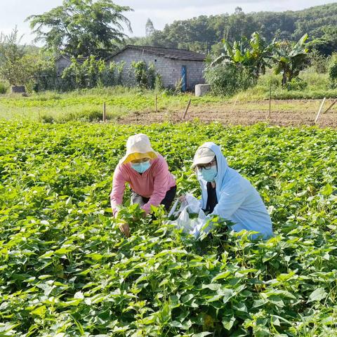 县农产品质量安全检验检测站开展冬季瓜菜例行监测工作