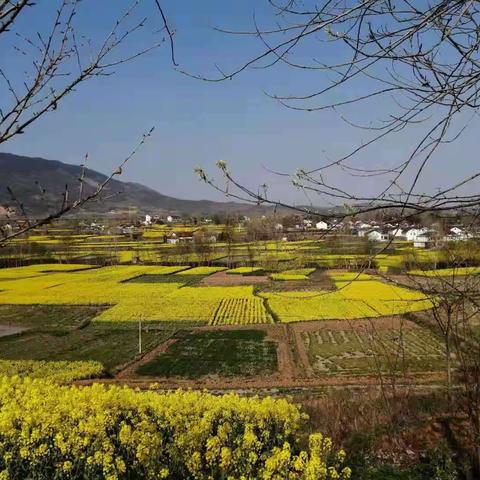 在哪油菜花盛开的地方