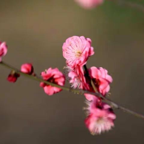 走进传统节日 弘扬传统文化---小张各庄小学三一班综合性学习活动