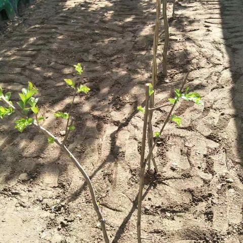 老师和孩子们一起种花草