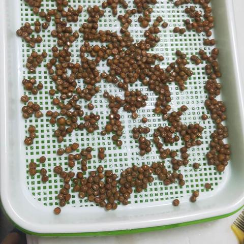 科学观察__麻豌豆成长记三（3）班周怡颖