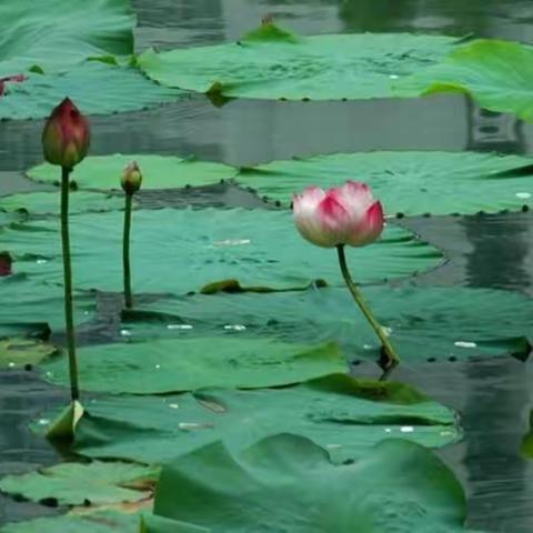 花儿向阳生 何惧风雨来