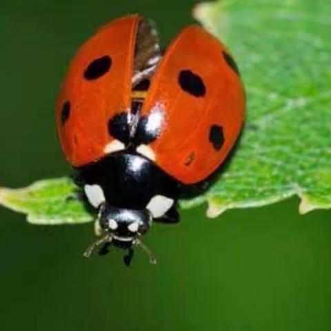 大美画馆 ————城南幼儿园 绘画大2班 《七星瓢虫》