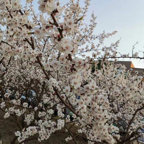 人格在墨香书韵中成长——记阿力得尔小学领导班子读书分享会