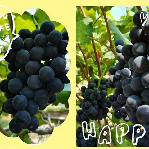 夏日炎炎  有你超甜！黔东南高新农业科技示范园邀您共赴一场指尖与舌尖的约会