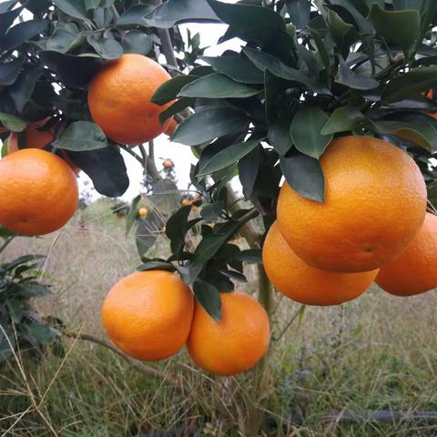 爱媛果冻橙，安江冰糖柚——初冬最美的遇见