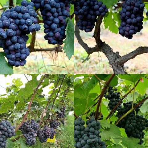 黔东南高新农业科技示范园葡萄开园，采摘嗨翻天！！！