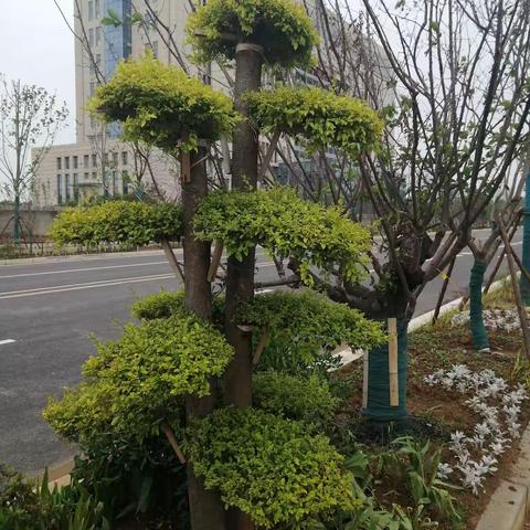 菱小书香校园建设展示活动