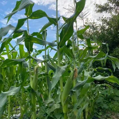 乡村有机生活 快乐就是蔬菜自由🥕