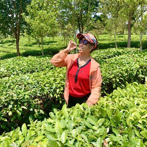 西双版纳《中华普洱茶博览苑》游记