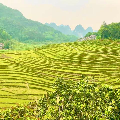 《巴泽梯田》十万大山中一颗耀眼的明珠💎