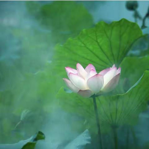 首夏犹清和，芳草亦未歇——-洛龙区未来小学24节气课程探索之立夏