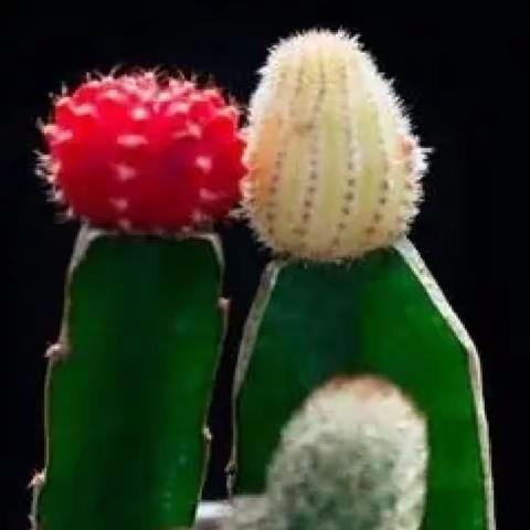 仙人掌的作用与功效医