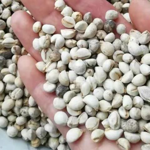 乌桕子的功效与作用