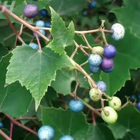 野生山葡萄的功效与作用