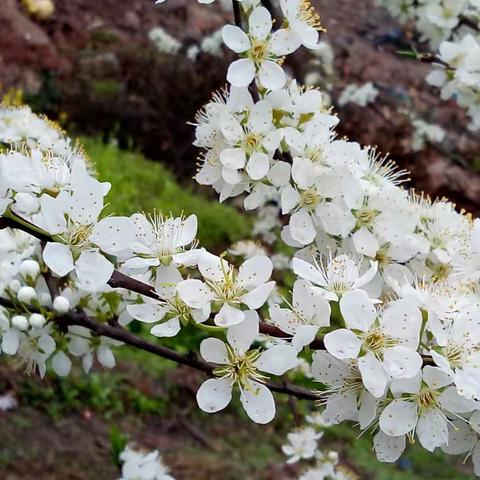芳华如你不变的美丽