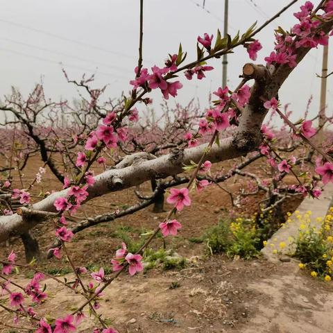 美丽的桃花