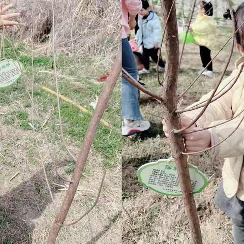 【星光课程】春天的印迹👣———丹阳市界牌中心幼儿园 小三班