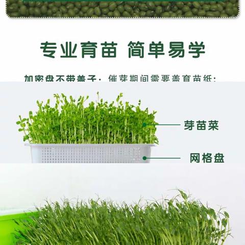 我们一起“豆”来“豆”趣呀！——记高旗实验小学302班张歆瑶的战“豆”记