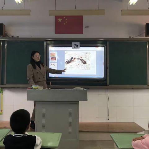 二年级综合实践课程——《可爱的小蚂蚁》