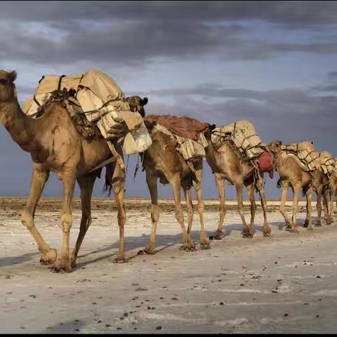 盐馬古道話榆林