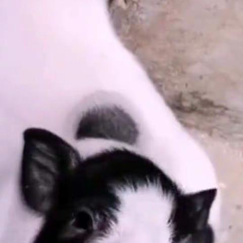 小猪静态照片 张恩祥