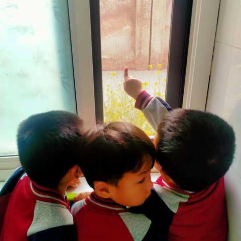 小四班课程故事《油菜花田》