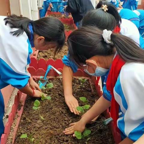 城关小学开展校园种植实践活动