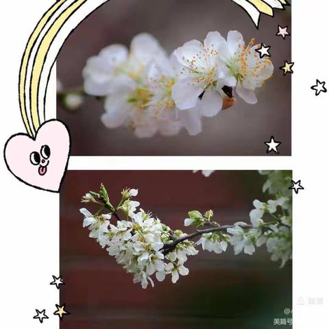 同心抗“疫”，播种希望——清华小学＂居家种植”活动开始啦！　温暖的春天，正值播种的季。