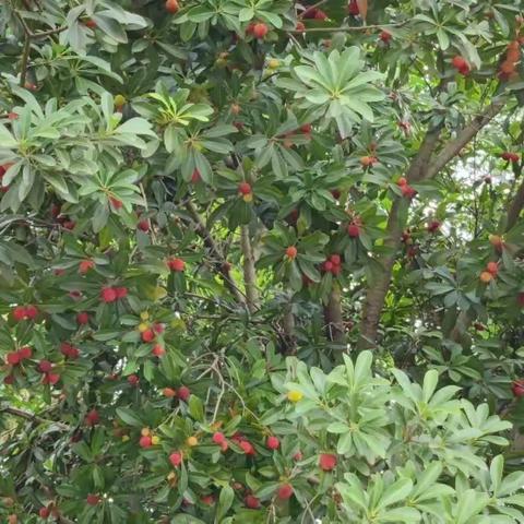 夏天真“梅”好，萌娃乐星苗