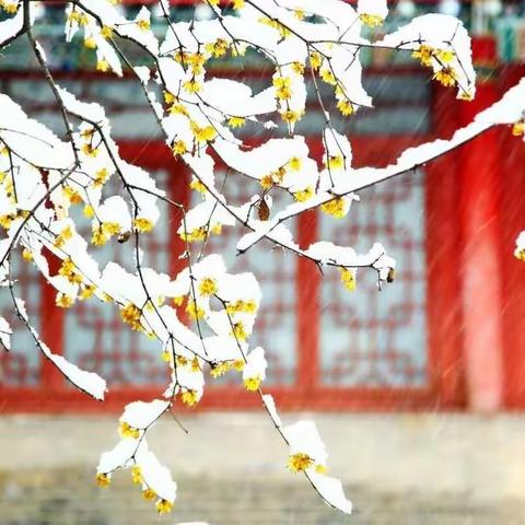 雪花带来冬天的梦。。。