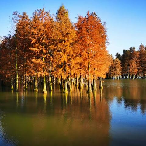 上海青西郊野公园