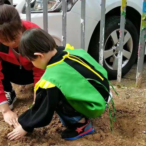 智慧之林幼儿园中班种植活动