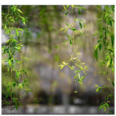 春风又绿江南岸，伏疫催开研训花——新平县城区小学第一教育集团教科研纪实