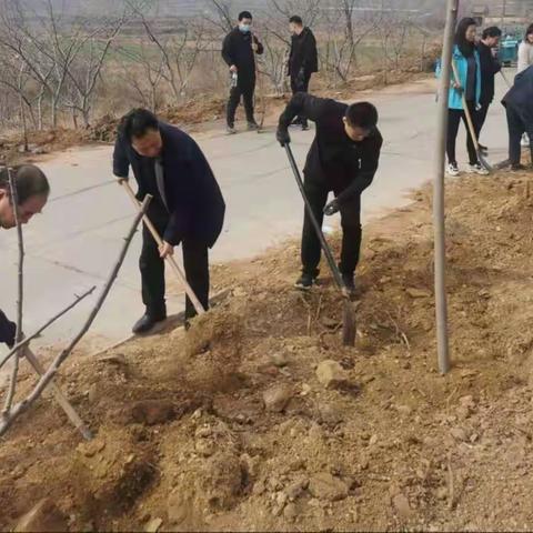 羊里街道组织民兵参加义务植树活动