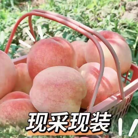 特色产业调研报告·花门楼水蜜桃