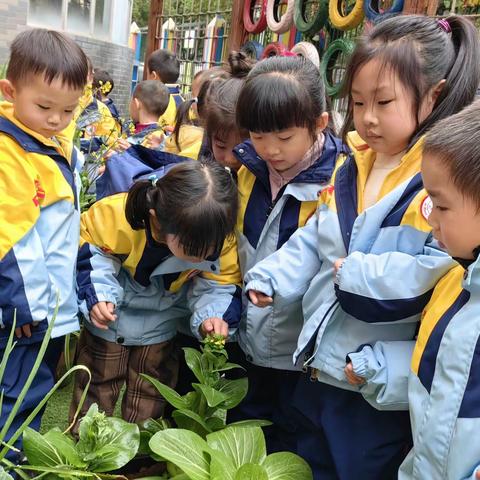 中七班二月课程故事——-嗨！油菜花